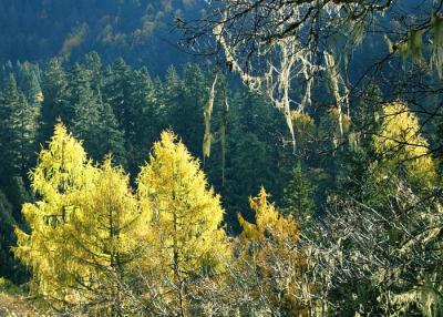 Sequoia Trees in Mountain 3