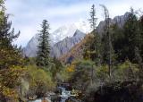 Trees in Mountain,stream 39