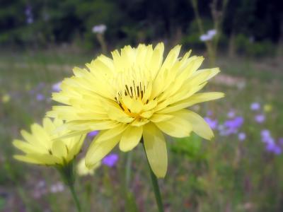 Louisiana Wildflowers