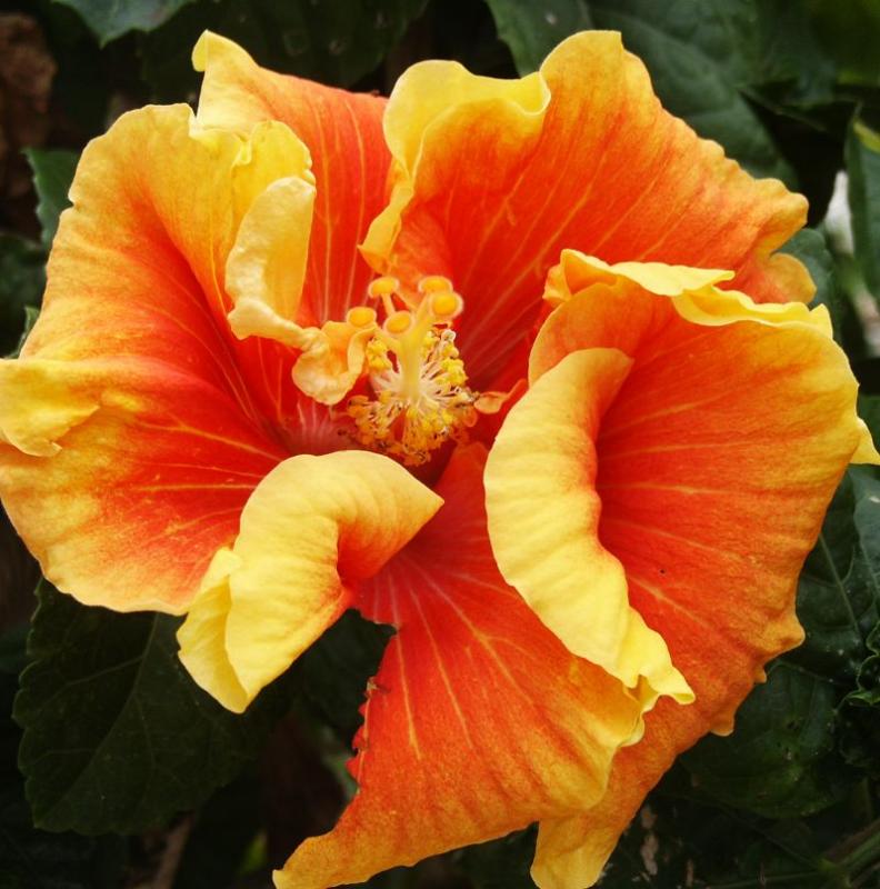 Hibiscus