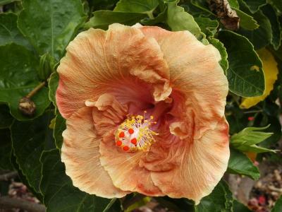 u16/selvin/medium/14010804.hibiscus5.jpg