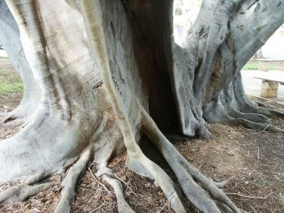 Buttressed tree