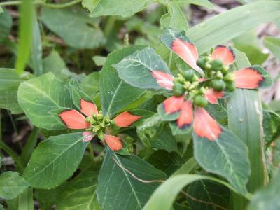 Wild Poinsetta (E. cyatophotra)