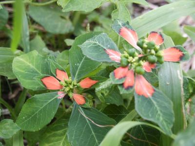 Wild Poinsetta  (E. cyatophotra)