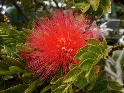 Red powder puff of the Lehua-haole, (Calliandra inaequilatera)