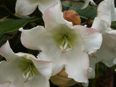 White flower