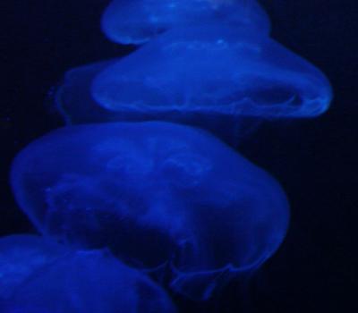 Jellyfish