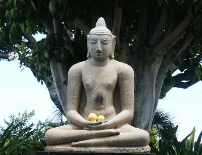 Buddha under a Banyan