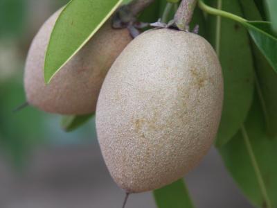 Naseberry (Manilkara zapota)