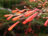 Coral plant, (Russelia equisetiformis)