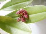 Bulbophylum orchid