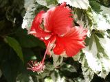 Snowflake Hibiscus