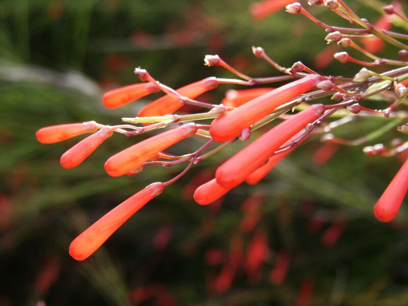 Coral plant, (Russelia equisetiformis)