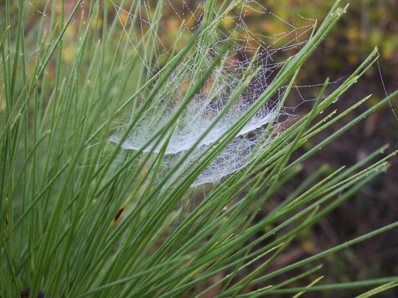 Spider web in the early morning dew