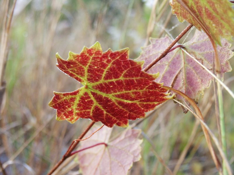 Winter leaves