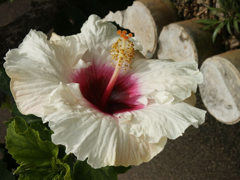 Hibiscus