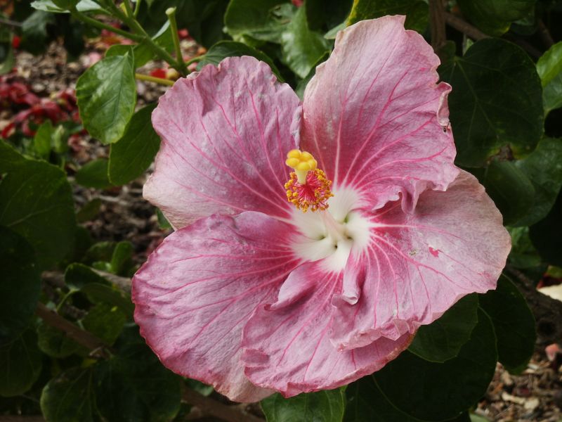 Hibiscus