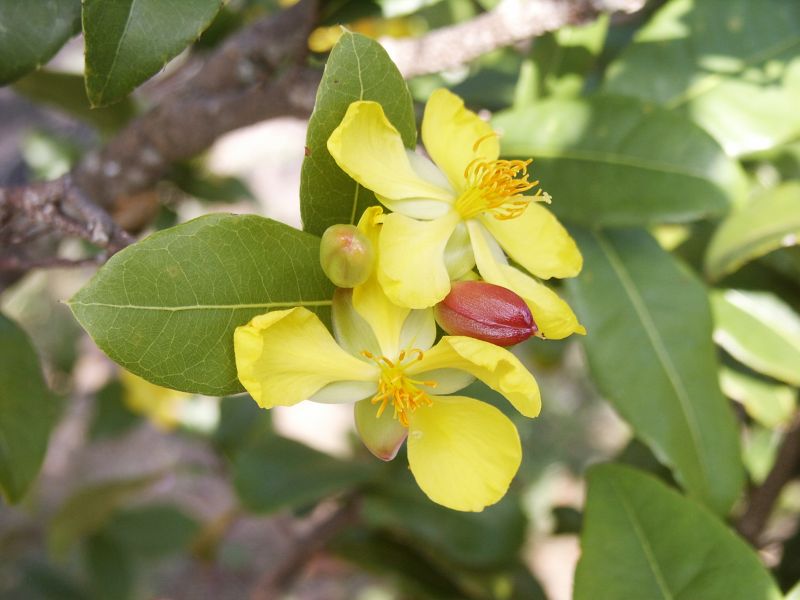 Mickey Mouse plant, (Ochna thomasiana)