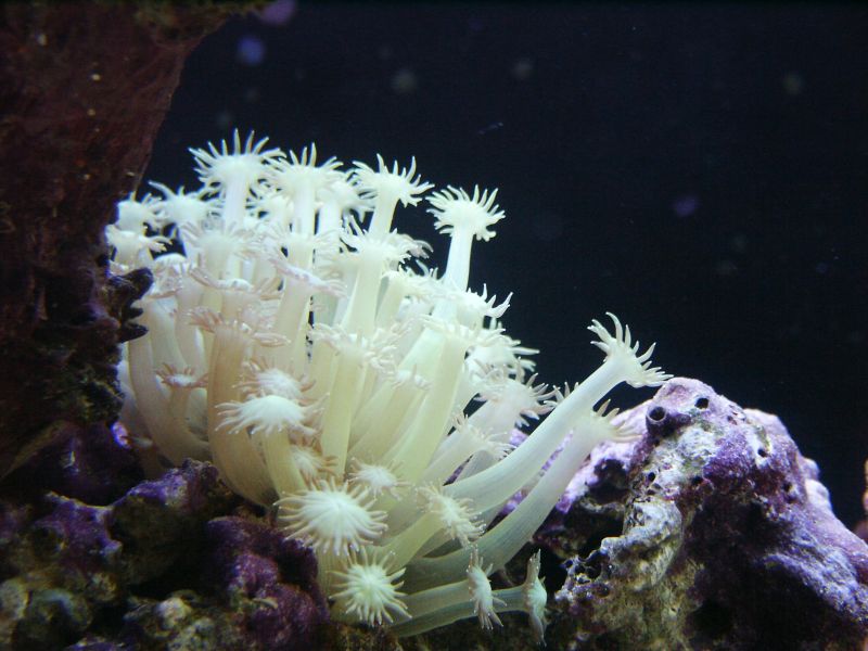 Anemone