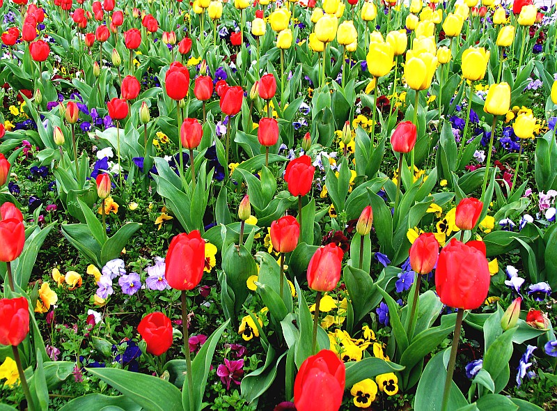 crowds of flowers