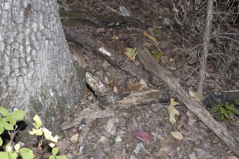 Find the timber rattler (Crotalus horridus), VENOMOUS, Madison county, Arkansas