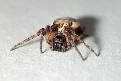 barn spider, Augusta county, Virginia