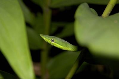 Oxybelis fulgidus (green vine snake), Rear-fanged, Tortuguero NP, Costa Rica