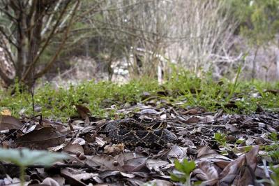Crotalus adamanteus (eastern diamondback rattlesnake), VENOMOUS, Georgia