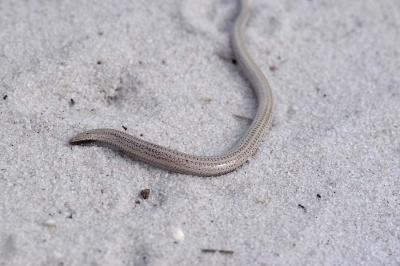 Neoseps reynoldsi (Florida sand skink), Highlands county, Florida