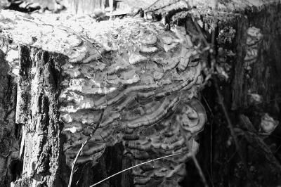 Fungus Fall