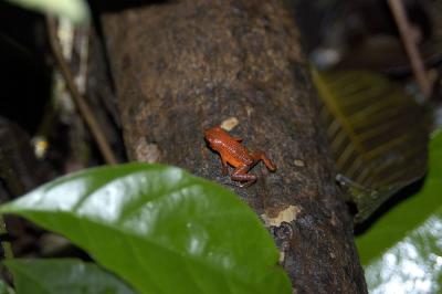 Dendrobates pumilio (blue jeans dart frog), Tortuguero, Costa Rica