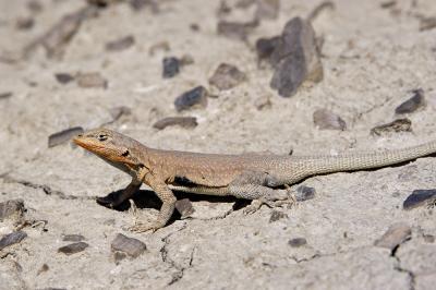 Uta stansburiana (sideblotch lizard), Utah