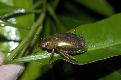 golden scarab, Monteverde, Costa Rica