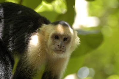 white face capuchin, Manuel Antonio, Costa Rica