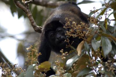 howler monkey, Tortuguero, Costa Rica