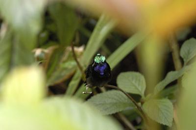 purple-throated mountain gem, Monteverde, Costa Rica