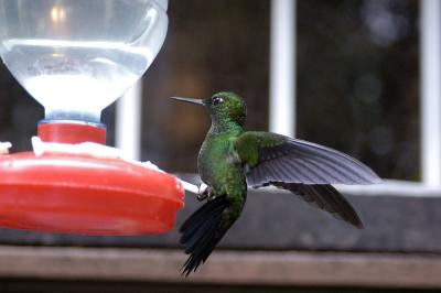 fiery-throated hummingbird, Monteverde, Costa Rica