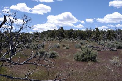 Colorado National Monument Plateau