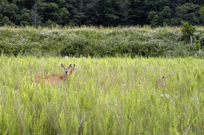 2 Does and a Fawn (there was another), Augusta County, Virginia