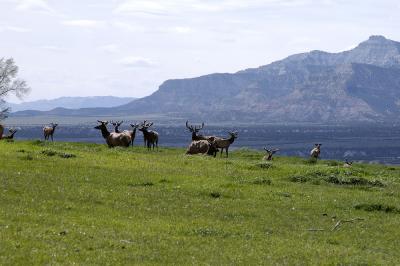 Elk, Colorado