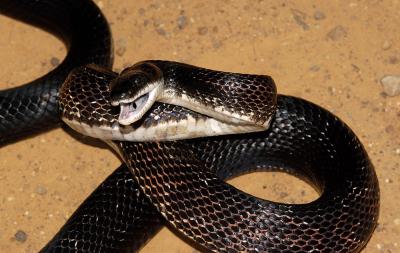 Elaphe obsoleta (black ratsnake), Crawford county, Arkansas *THIS is the aforementioned 5-foot p**sed-off ratsnake