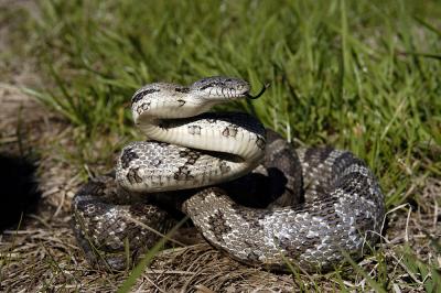 Elaphe obsoleta (grey ratsnake), Georgia