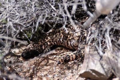 Heloderma suspectum (gila monster), VENOMOUS, Pinal county, Arizona