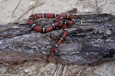 Lampropeltis triangulum (scarlet kingsnake), Apalachicola National Forest, Florida