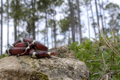 Lampropeltis triangulum and habitat, Apalachicola National Forest, Florida