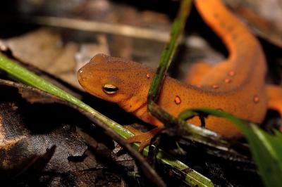 Notophthalmus viridescens (red-spotted newt) eft stage, Augusta county, Virginia