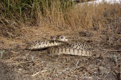 Pituophis catenifer (gopher snake), Colorado