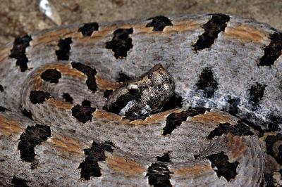 Sistrurus miliarius (western pigmy rattlesnake), VENOMOUS, Benton county, Arkansas