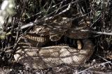 Crotalus atrox (western diamondback rattlesnake), VENOMOUS, Pinal county, Arizona