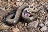 Heterodon platyrhinos (eastern hognose snake), Rear-fanged, South Carolina